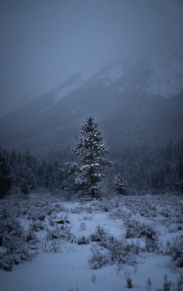 Solitude